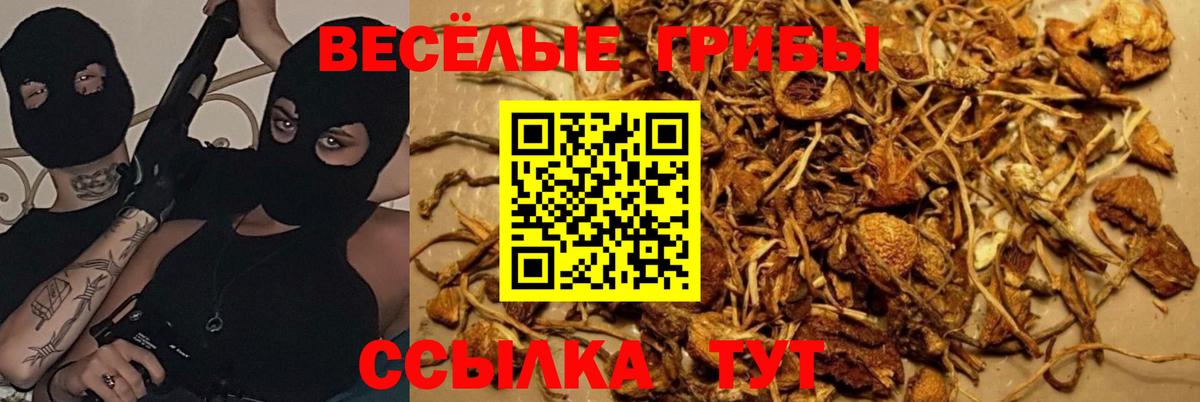 Галлюциногенные грибы MAGIC MUSHROOMS  Вход с VPN  Солнечногорск 